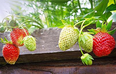 《幻象破坏者Omnia》新角色演示 时空旅行者“Fin”